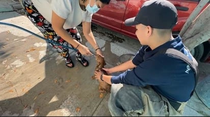 rescate: La dueña agradece el apoyo de los bomberos por poner a salvo a su mascota.
