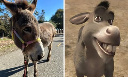 Muere 'Perry', el burro que inspiró a personaje de Shrek; así lucía a sus 30 años: Perry fue el modelo para los movimientos y apariencia de \'Burro\' en Shrek.