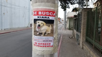 mascotas extraviadas