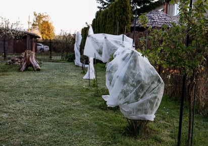 bajas temperaturas : Los fertilizantes deben aplicarse después de la helada como medida para ayudar a las plantas a recuperarse de los daños