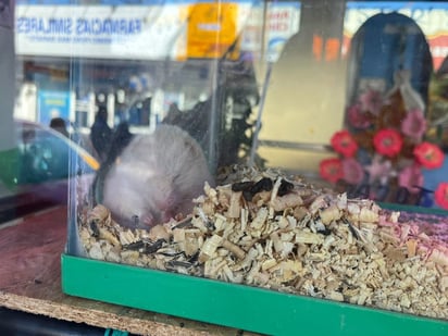 Comercio: En la Zona Centro de la ciudad hay diversos negocios establecidos que se dedican a la venta de animales como perros y gatos.