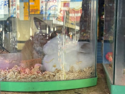 Comercio: En la Zona Centro de la ciudad hay diversos negocios establecidos que se dedican a la venta de animales como perros y gatos.