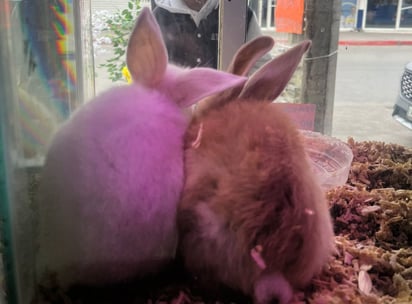 Comercio: En la Zona Centro de la ciudad hay diversos negocios establecidos que se dedican a la venta de animales como perros y gatos.