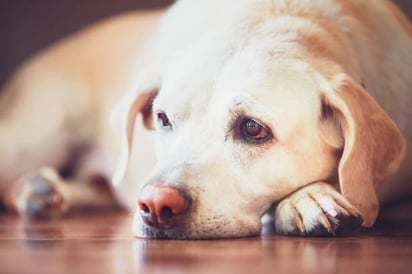 mascotas : Esterilizar a tus mascotas es un acto de responsabilidad que mejora su bienestar. 