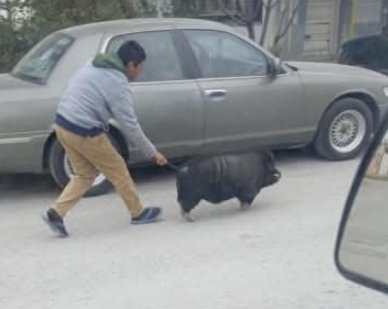 animales: El animalito regreso sano y salvo a su casa.