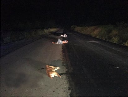 Accidente: La situación pone en evidencia la necesidad urgente de medidas más efectivas para controlar la población de perros callejeros.