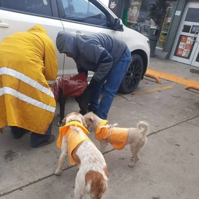 Operativo canes y felinos