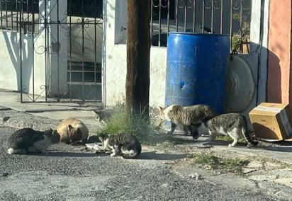 La creciente problemática de gatos callejeros en Monclova