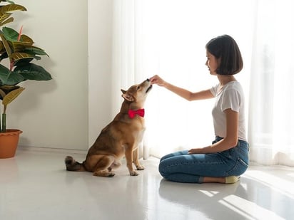 VIRUS: Cocinar alimentos crudos para mascotas es la forma más segura de eliminar la gripe aviar

