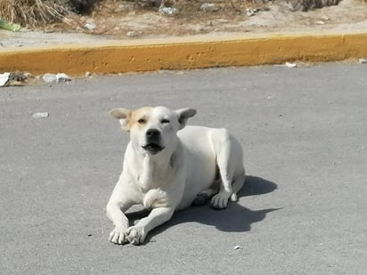 Centro de Bienestar animal