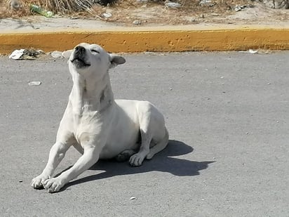 Centro animal