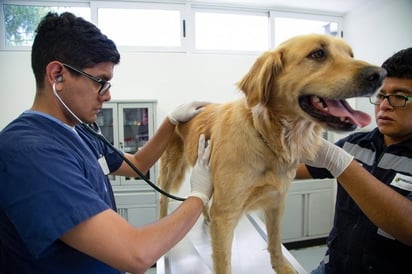 Rechazo a toda expresión de violencia veterinarios se unen a campaña nacional