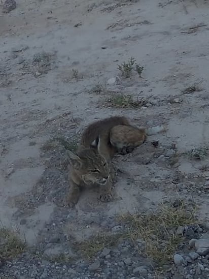 seguridad: Los bomberos no pudieron localizar al animal salvaje.