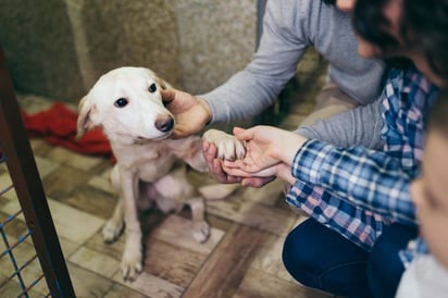 adopción canina: Se realizará este domingo 23 de febrero en el Bosque Venustiano Carranza, desde las 11:00 hasta las14:00 horas.