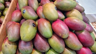 Por iniciar la temporada del mango una de las frutas más consumidas en verano