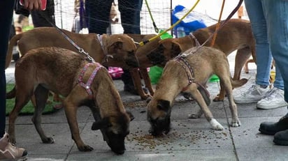 Legislación actual contempla que mascotas deben pasear con correa 