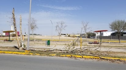 Árbol caído en calle Fidel Villarreal afecta circulación en Piedras Negras: Un árbol caído en la calle Fidel Villarreal, colonia Tecnológico, obstruye la circulación vehicular tras los fuertes vientos