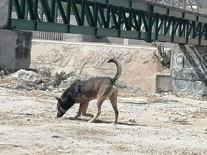 Perros callejeros