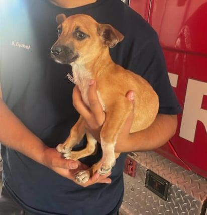 Bomberos rescatan perrito en situación de calle en Piedras Negras: El Cuerpo de Bomberos de Piedras Negras rescató a un perrito en situación de calle mientras realizaban tareas 