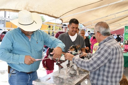 Más de 600 atenciones durante jornada de salud animal en Piedras Negras