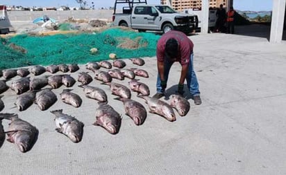 México: La captura de totoaba está prohibida; de acuerdo con la la NOM 059 está en peligro de extinción.