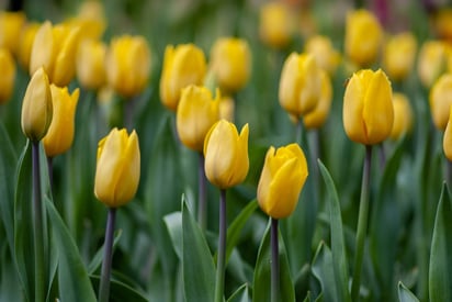 Flores amarillas