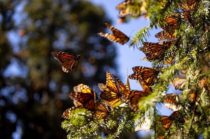 Mariposa monarca Mariposa monarca