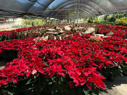 Nochebuena