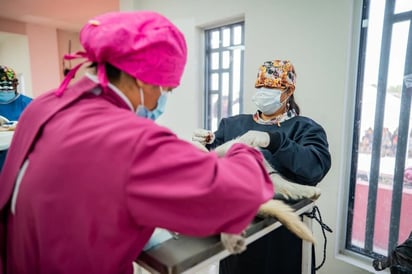 Esterilización canina gratuita
