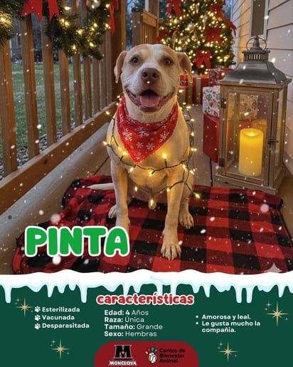 El Centro de Bienestar Animal