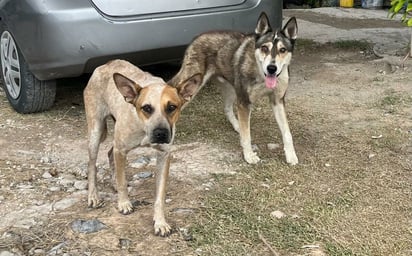 Centro de Bienestar Animal