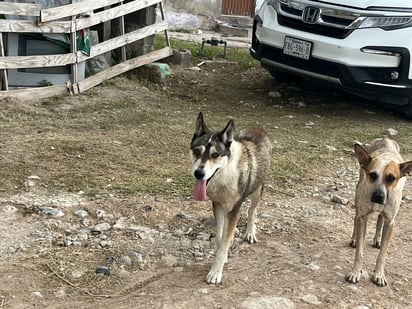 Centro de Bienestar Animal