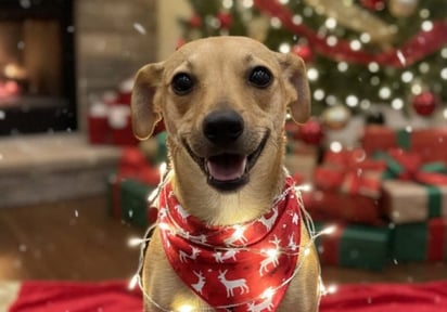 Centro de Bienestar Animal