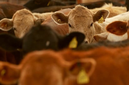 GUSANO BARRENADOR Autoridades de México, Centroamérica y Estados Unidos acordaron una estrategia regional de vigilancia y control para frenar la propagación del gusano