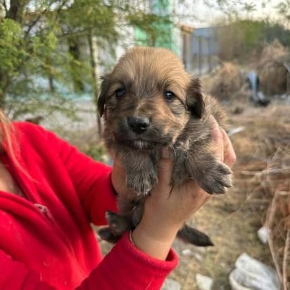 Centro de Bienestar Animal