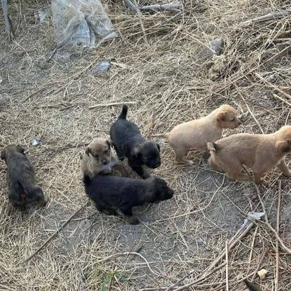 Centro de Bienestar Animal