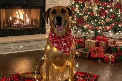 Centro de Bienestar Animal