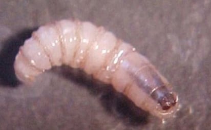  gusano barrenador