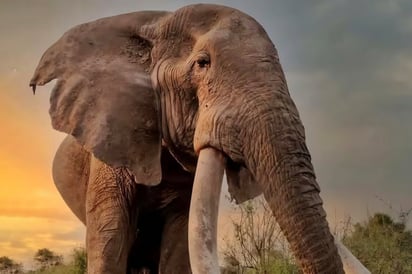 ÁFRICA Craig, uno de los últimos elefantes “super tuskers” de África, murió por causas naturales en Kenia, dejando un legado clave para la conservación