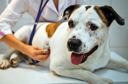 PREVENCIÓN Autoridades veterinarias alertan sobre aumento de casos y recomiendan medidas preventivas inmediatas. La región Carbonífera registra un brote de Rickettsia
