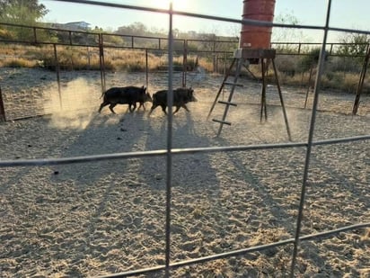 Jabalinas en Eagle Pass Jabalinas en Eagle Pass