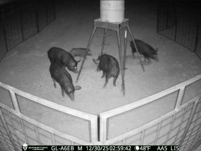 Jabalinas en Eagle Pass