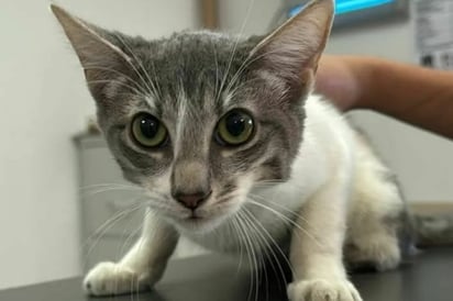 Centro de Bienestar Animal de Monclova promueve la adopción de gatitos