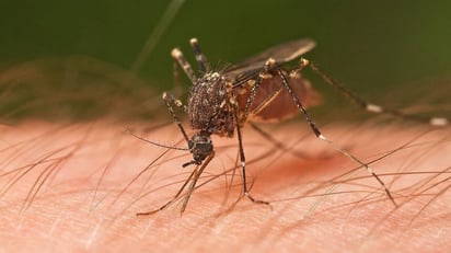 Aumenta la sed de los mosquitos por la sangre humana