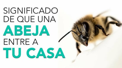 ¿Qué significa que una abeja se acerque a tu casa?
