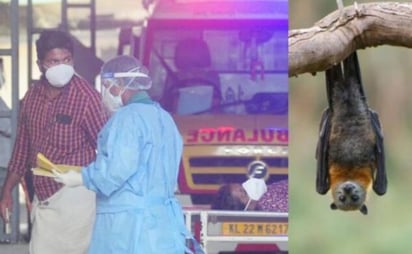 Virus Nipah
