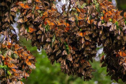 Mariposa monarca en mínimos históricos; piden protección en EU