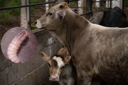 gusano barrenador gusano barrenador