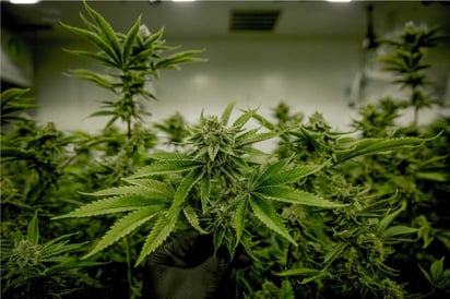 Corte establece que posesión superior a 5 gramos de marihuana no siempre es delito
