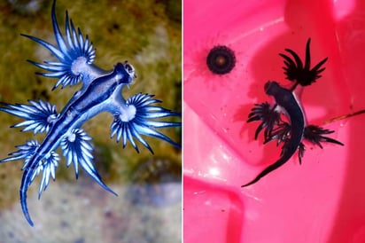 dragón azul